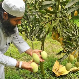 AmRupali Mango