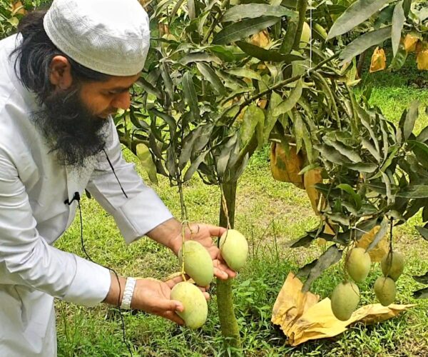 AmRupali Mango